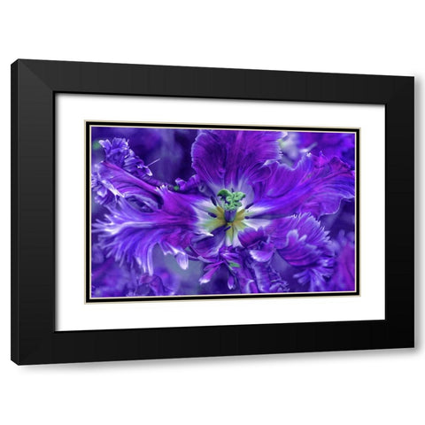 Purple Mysterious Parrot Tulip Black Modern Wood Framed Art Print with Double Matting by Jenny Rainbow Fine Art
