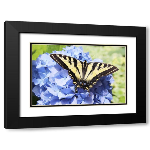 Butterfly on Flower Black Modern Wood Framed Art Print with Double Matting by Schell, Jennie Marie