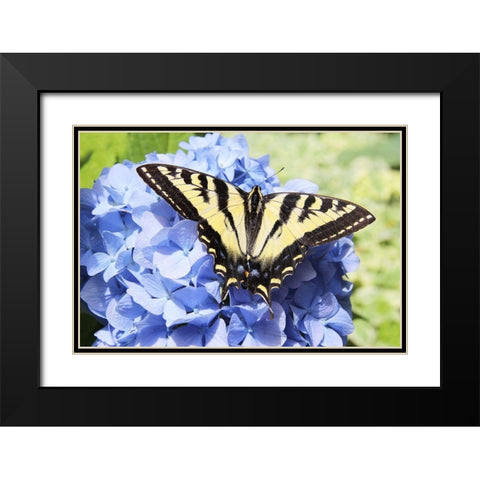 Butterfly on Flower Black Modern Wood Framed Art Print with Double Matting by Schell, Jennie Marie