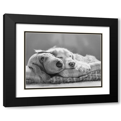 Dog Sleeping with Friend Black Modern Wood Framed Art Print with Double Matting by Schell, Jennie Marie