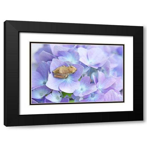 Little Frog On Flower Black Modern Wood Framed Art Print with Double Matting by Schell, Jennie Marie