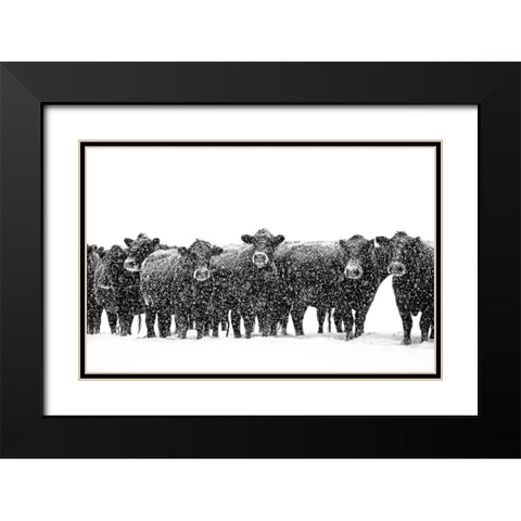 Black Cattle in Snow 2 Black Modern Wood Framed Art Print with Double Matting by Schell, Jennie Marie