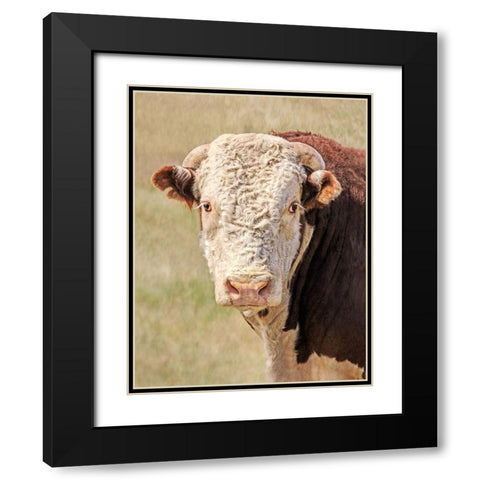 Hereford Bull Color Black Modern Wood Framed Art Print with Double Matting by Schell, Jennie Marie
