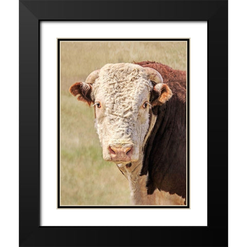 Hereford Bull Color Black Modern Wood Framed Art Print with Double Matting by Schell, Jennie Marie