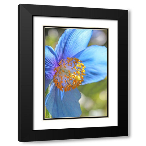 Blue Himalayan Poppy Flower Black Modern Wood Framed Art Print with Double Matting by Schell, Jennie Marie