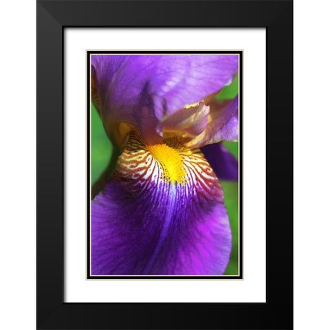 Purple Bearded Iris Flower Black Modern Wood Framed Art Print with Double Matting by Schell, Jennie Marie