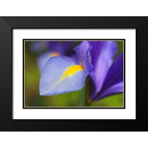 Purple Dutch Iris Flower Black Modern Wood Framed Art Print with Double Matting by Schell, Jennie Marie