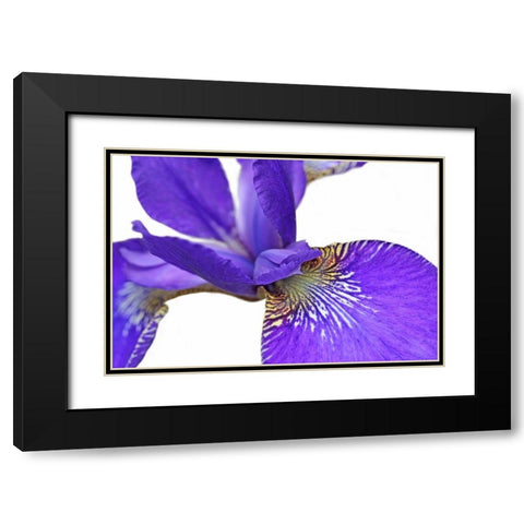 Purple Japanese Iris Flower Black Modern Wood Framed Art Print with Double Matting by Schell, Jennie Marie