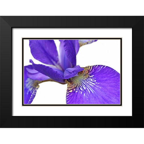 Purple Japanese Iris Flower Black Modern Wood Framed Art Print with Double Matting by Schell, Jennie Marie