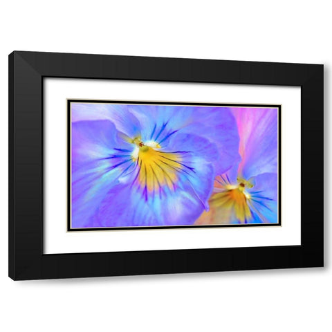 Purple Pansy Flower Black Modern Wood Framed Art Print with Double Matting by Schell, Jennie Marie