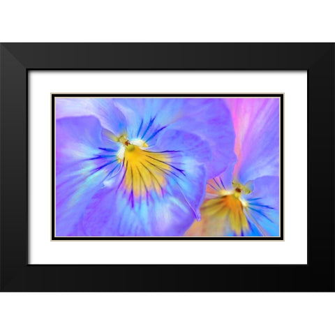 Purple Pansy Flower Black Modern Wood Framed Art Print with Double Matting by Schell, Jennie Marie