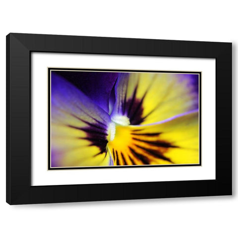 Purple Pansy Macro Flower Black Modern Wood Framed Art Print with Double Matting by Schell, Jennie Marie