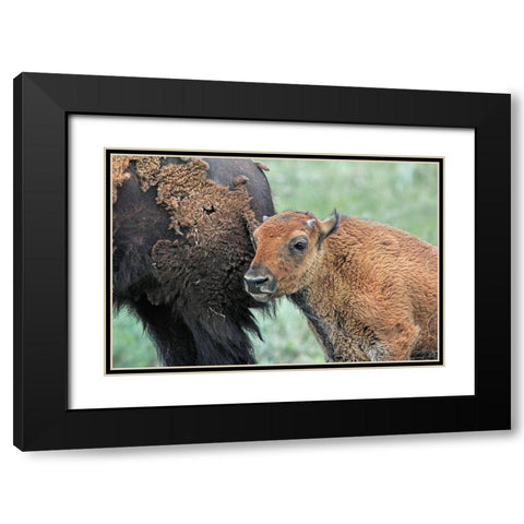 Buffalo Bison and Calf Black Modern Wood Framed Art Print with Double Matting by Schell, Jennie Marie