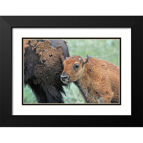 Buffalo Bison and Calf Black Modern Wood Framed Art Print with Double Matting by Schell, Jennie Marie