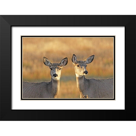 Deer in Autumn Black Modern Wood Framed Art Print with Double Matting by Schell, Jennie Marie