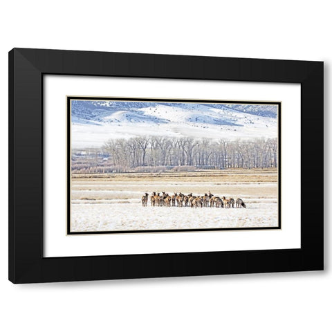 Elk Herd in Winter Landscape Black Modern Wood Framed Art Print with Double Matting by Schell, Jennie Marie