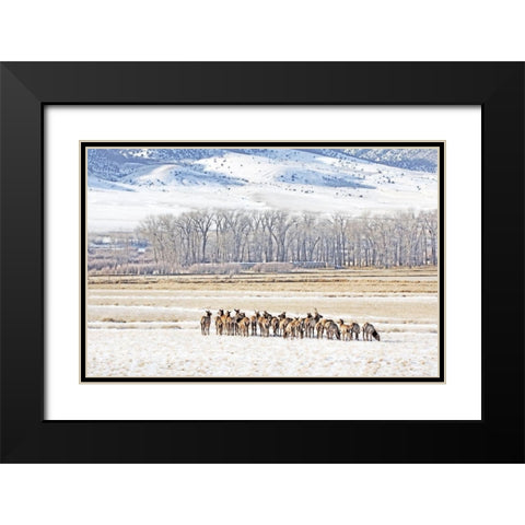 Elk Herd in Winter Landscape Black Modern Wood Framed Art Print with Double Matting by Schell, Jennie Marie