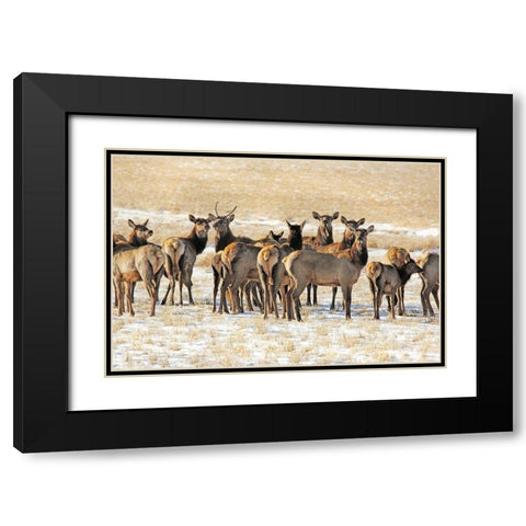 Elk Herd in Winter Black Modern Wood Framed Art Print with Double Matting by Schell, Jennie Marie