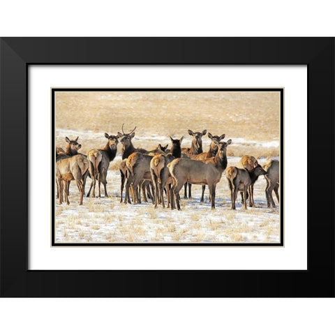 Elk Herd in Winter Black Modern Wood Framed Art Print with Double Matting by Schell, Jennie Marie