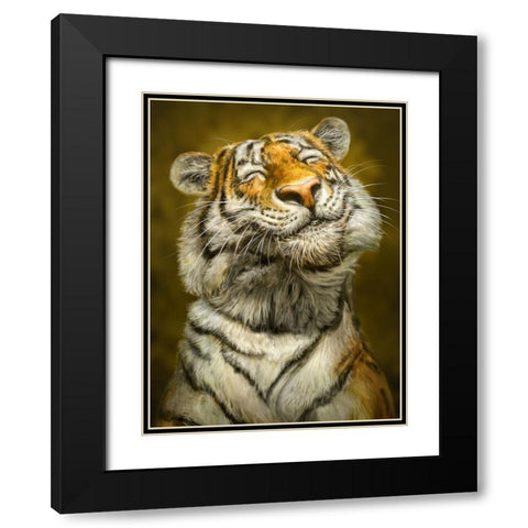 Smiling Tiger Black Modern Wood Framed Art Print with Double Matting by LaMontagne, Patrick