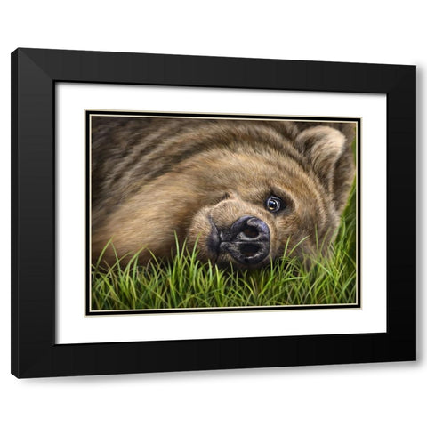 Grizzly on Grass Black Modern Wood Framed Art Print with Double Matting by LaMontagne, Patrick
