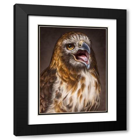 Red Tailed Hawk Black Modern Wood Framed Art Print with Double Matting by LaMontagne, Patrick