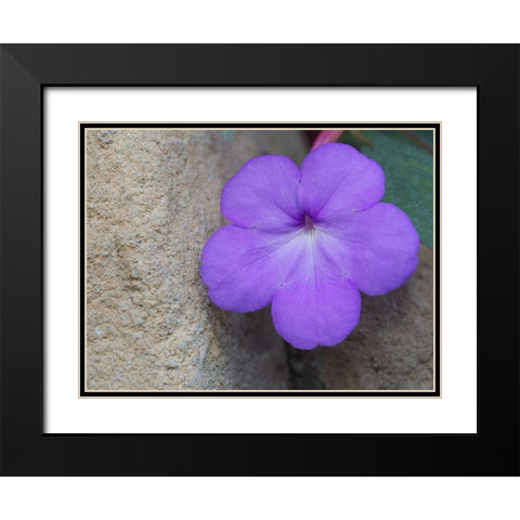 Magic Flower Black Modern Wood Framed Art Print with Double Matting by Bonin, Suzanne