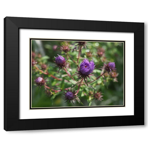 Asters Black Modern Wood Framed Art Print with Double Matting by Bonin, Suzanne