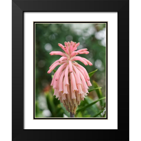 Forest Lily Black Modern Wood Framed Art Print with Double Matting by Bonin, Suzanne