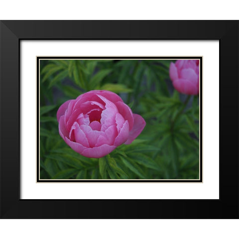Chinese Peony Black Modern Wood Framed Art Print with Double Matting by Bonin, Suzanne