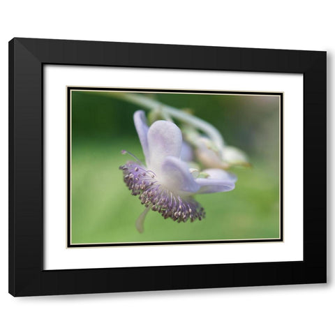 False Hydrangea Black Modern Wood Framed Art Print with Double Matting by Bonin, Suzanne