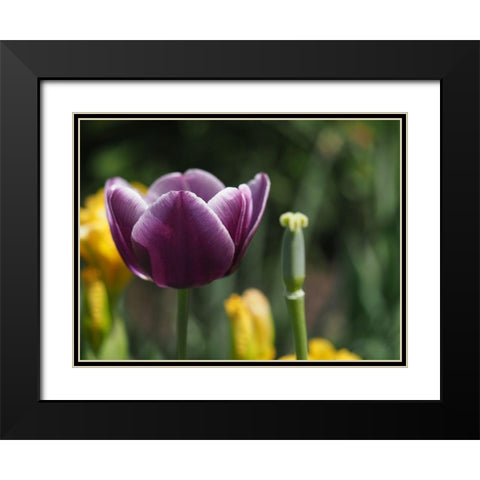 Before After Black Modern Wood Framed Art Print with Double Matting by Bonin, Suzanne