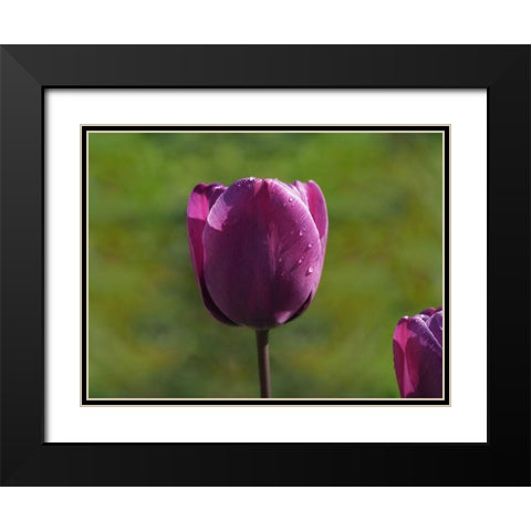 Early Morning Black Modern Wood Framed Art Print with Double Matting by Bonin, Suzanne