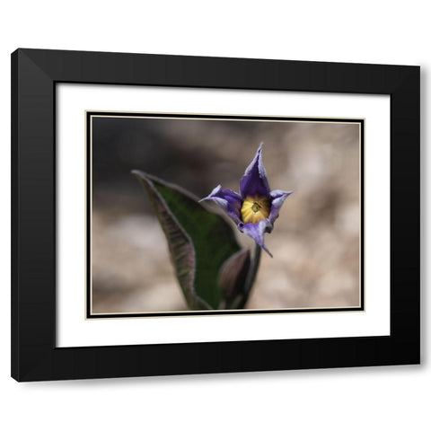 Fuzzy Beauty Black Modern Wood Framed Art Print with Double Matting by Bonin, Suzanne