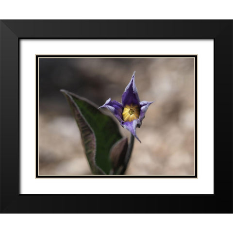 Fuzzy Beauty Black Modern Wood Framed Art Print with Double Matting by Bonin, Suzanne