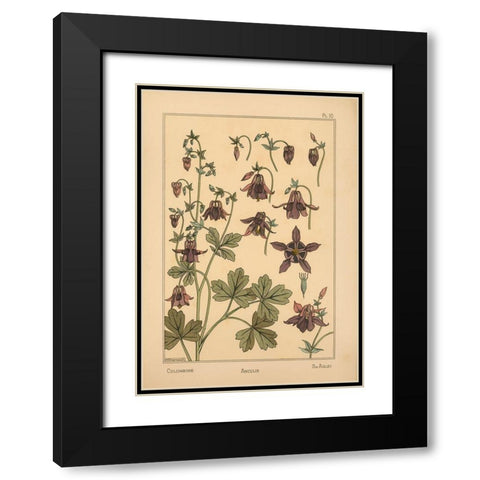 Plate 10 - Columbine Black Modern Wood Framed Art Print with Double Matting by Vintage Apple Collection