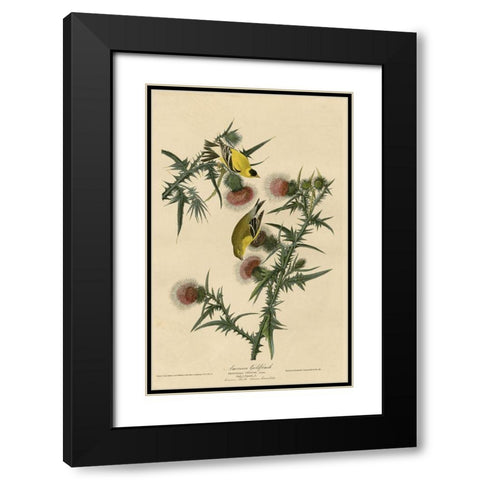American Goldfinch Black Modern Wood Framed Art Print with Double Matting by Vintage Apple Collection
