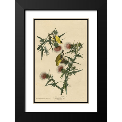American Goldfinch Black Modern Wood Framed Art Print with Double Matting by Vintage Apple Collection