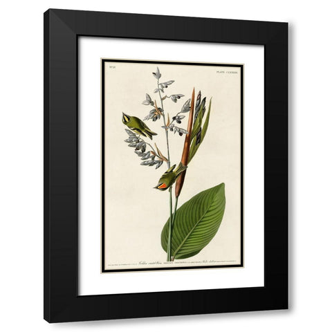 Golden Crested Wren Black Modern Wood Framed Art Print with Double Matting by Vintage Apple Collection