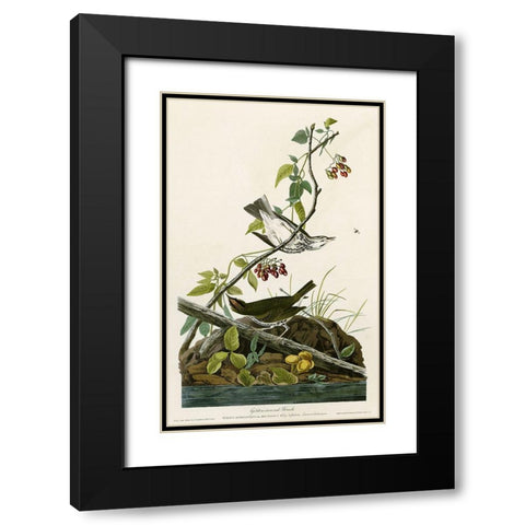 Golden Crowned Thrush Black Modern Wood Framed Art Print with Double Matting by Vintage Apple Collection