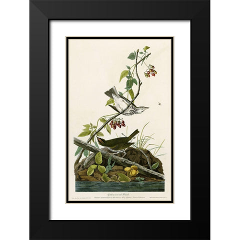 Golden Crowned Thrush Black Modern Wood Framed Art Print with Double Matting by Vintage Apple Collection