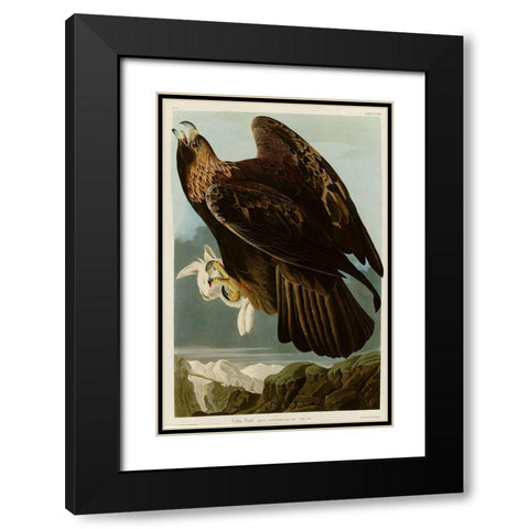 Golden Eagle Black Modern Wood Framed Art Print with Double Matting by Vintage Apple Collection