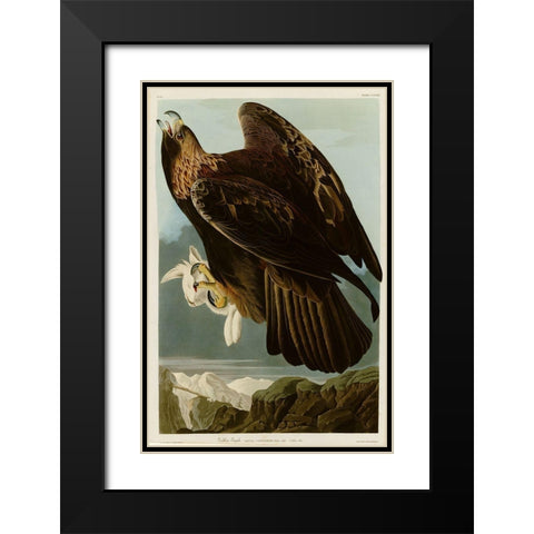 Golden Eagle Black Modern Wood Framed Art Print with Double Matting by Vintage Apple Collection
