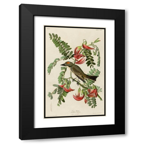 Gray Tyrant Black Modern Wood Framed Art Print with Double Matting by Vintage Apple Collection