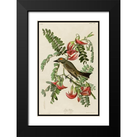 Gray Tyrant Black Modern Wood Framed Art Print with Double Matting by Vintage Apple Collection