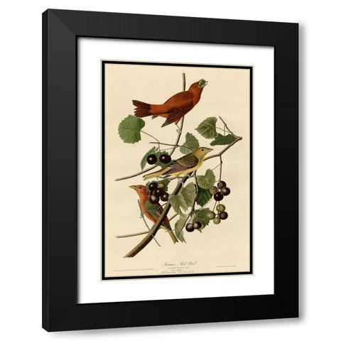 Summer Red Bird Black Modern Wood Framed Art Print with Double Matting by Vintage Apple Collection