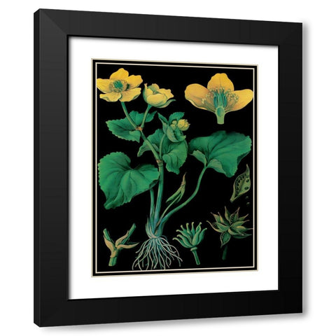 Marsh Marigold Black Modern Wood Framed Art Print with Double Matting by Vintage Apple Collection