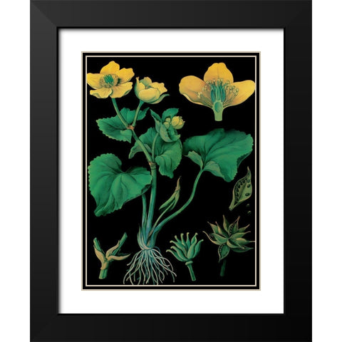Marsh Marigold Black Modern Wood Framed Art Print with Double Matting by Vintage Apple Collection