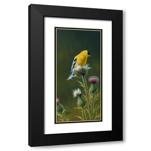 Goldfinch On Thistle Black Modern Wood Framed Art Print with Double Matting by Goebel, Wilhelm