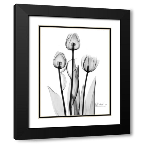 Tulips Black and White Black Modern Wood Framed Art Print with Double Matting by Koetsier, Albert